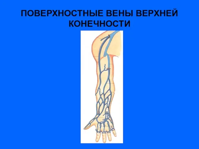 ПОВЕРХНОСТНЫЕ ВЕНЫ ВЕРХНЕЙ КОНЕЧНОСТИ