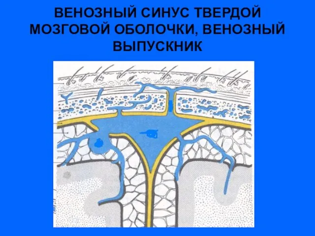 ВЕНОЗНЫЙ СИНУС ТВЕРДОЙ МОЗГОВОЙ ОБОЛОЧКИ, ВЕНОЗНЫЙ ВЫПУСКНИК