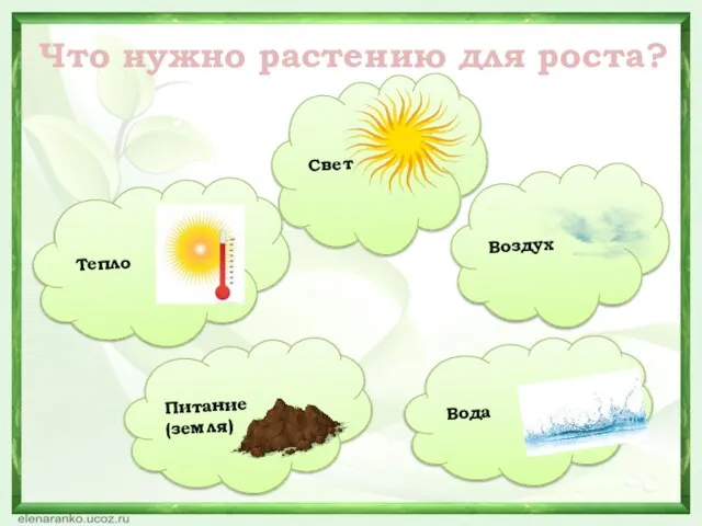 Что нужно растению для роста? Свет Тепло Питание (земля) Вода Воздух