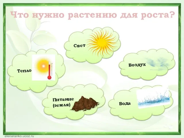 Что нужно растению для роста? Свет Тепло Питание (земля) Вода Воздух