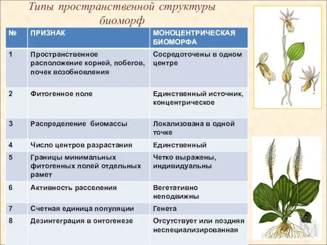 Типы пространственной структуры биоморф