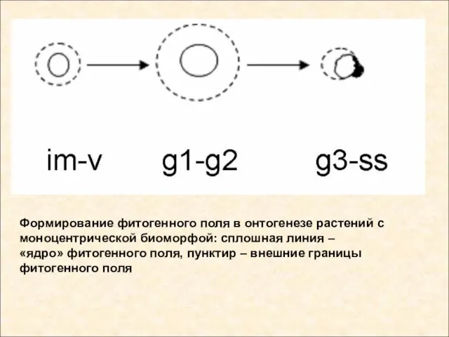Формирование фитогенного поля в онтогенезе растений с моноцентрической биоморфой: сплошная линия –