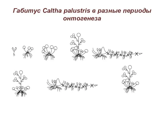 Габитус Caltha palustris в разные периоды онтогенеза