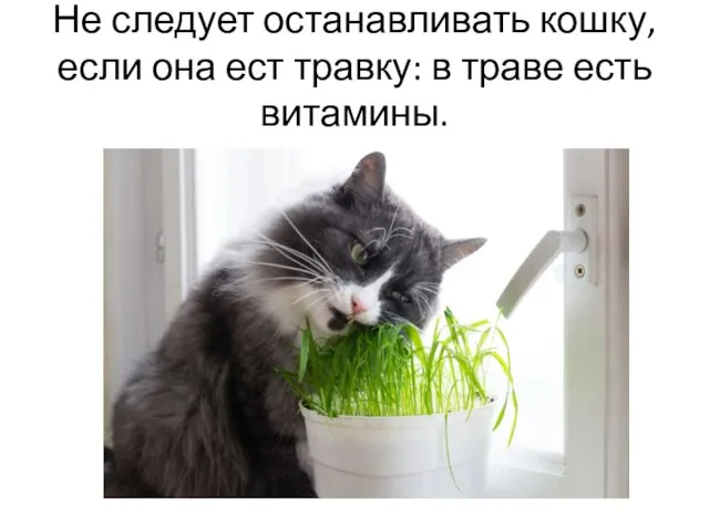 Не следует останавливать кошку, если она ест травку: в траве есть витамины.