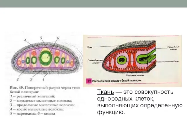 Ткань — это совокупность однородных клеток, выполняющих определенную функцию.