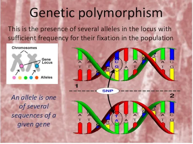 Genetic polymorphism This is the presence of several alleles in the locus