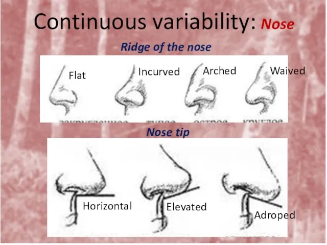 Continuous variability: Nose Ridge of the nose Nose tip Flat Incurved Arched Waived Horizontal Elevated Adroped