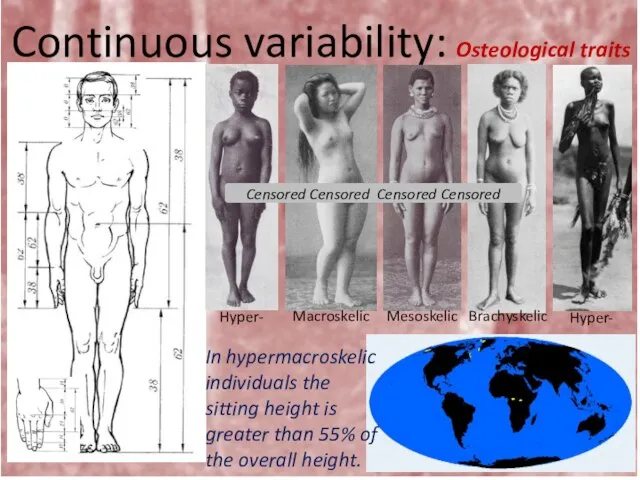 Continuous variability: Osteological traits In hypermacroskelic individuals the sitting height is greater