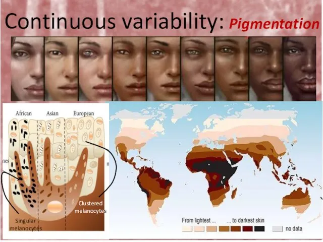 Continuous variability: Pigmentation