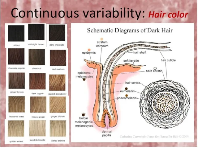 Continuous variability: Hair color