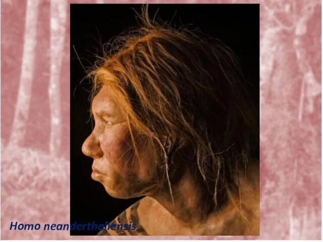 Homo neanderthaliensis