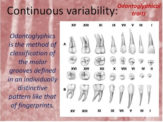 Continuous variability: Odontoglyphical traits Odontoglyphics is the method of classification of the