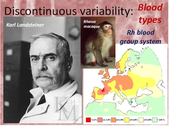 Discontinuous variability: Blood types Karl Landsteiner Rh blood group system