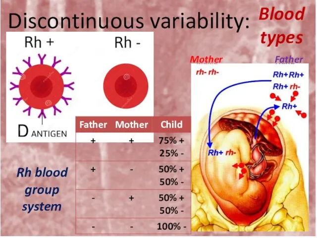 Discontinuous variability: Blood types Rh blood group system