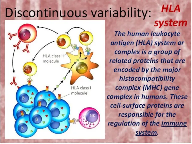 Discontinuous variability: HLA system The human leukocyte antigen (HLA) system or complex