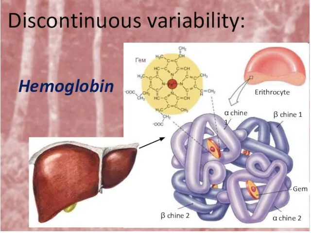 Discontinuous variability: Hemoglobin