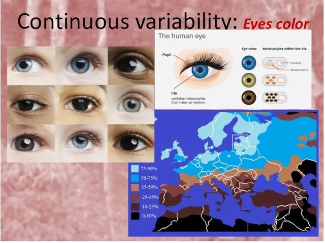 Continuous variability: Eyes color