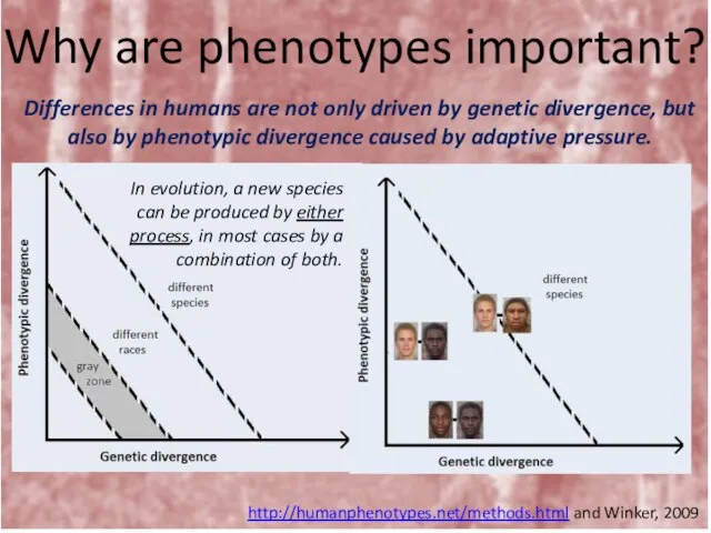 Why are phenotypes important? Differences in humans are not only driven by