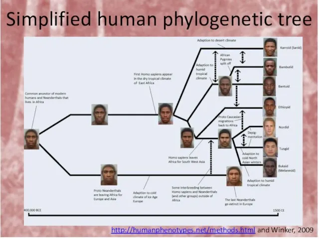 Simplified human phylogenetic tree http://humanphenotypes.net/methods.html and Winker, 2009