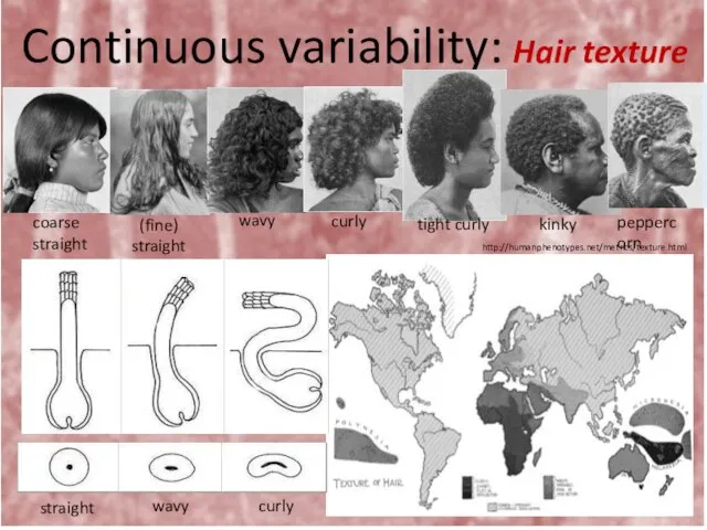 Continuous variability: Hair texture coarse straight wavy curly tight curly kinky (fine) straight http://humanphenotypes.net/metrics/texture.html