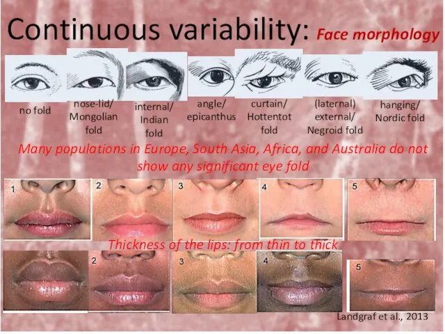 Continuous variability: Face morphology Thickness of the lips: from thin to thick Landgraf et al., 2013