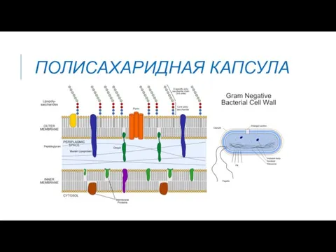 ПОЛИСАХАРИДНАЯ КАПСУЛА