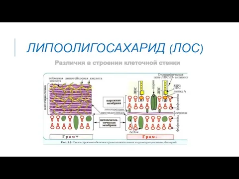 ЛИПООЛИГОСАХАРИД (ЛОС)