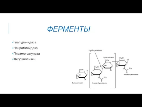 ФЕРМЕНТЫ Гиалуронидаза Нейраминидаза Плазмокоагулаза Фибринолизин