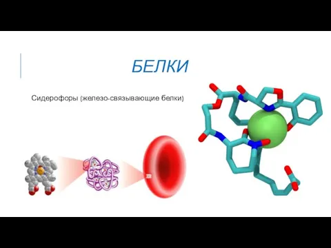 БЕЛКИ Сидерофоры (железо-связывающие белки)