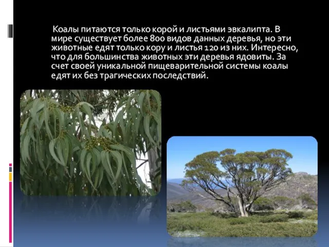Коалы питаются только корой и листьями эвкалипта. В мире существует более 800