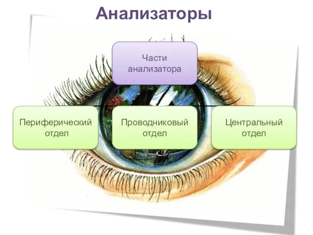 Анализаторы