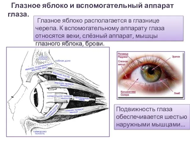 Глазное яблоко и вспомогательный аппарат глаза. Глазное яблоко располагается в глазнице черепа.