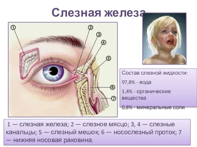 Слезная железа вв 1 — слезная железа; 2 — слезное мясцо; 3,