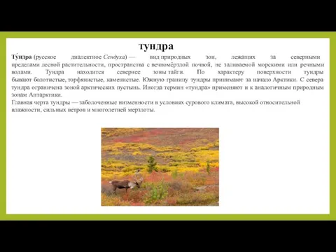 тундра Ту́ндра (русское диалектное Сендуха) — вид природных зон, лежащих за северными