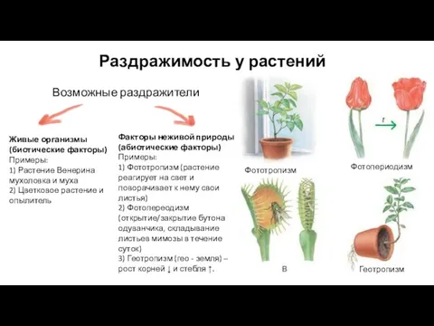 Раздражимость у растений Возможные раздражители Фототропизм Фотопериодизм Геотропизм Живые организмы (биотические факторы)