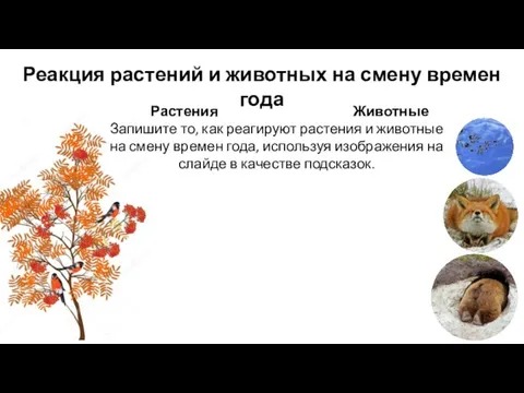 Реакция растений и животных на смену времен года Растения Животные Запишите то,