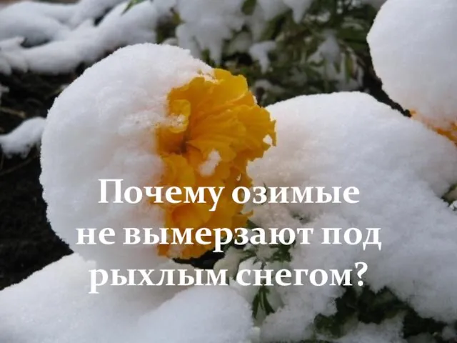 Почему озимые не вымерзают под рыхлым снегом?