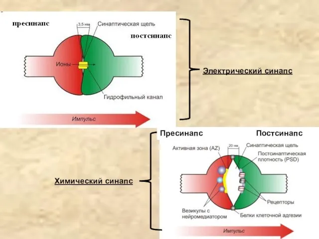 Электрический синапс Химический синапс Пресинапс Постсинапс