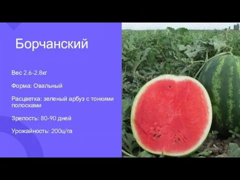 Борчанский Вес 2.6-2.8кг Форма: Овальный Расцветка: зеленый арбуз с тонкими полосками Зрелость: 80-90 дней Урожайность: 200ц/га