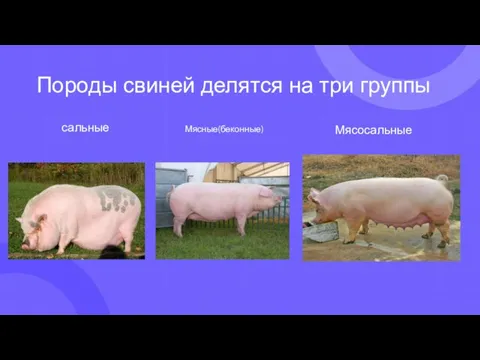 Породы свиней делятся на три группы сальные Мясосальные Мясные(беконные)
