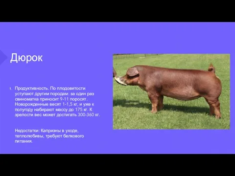 Дюрок Продуктивность. По плодовитости уступают другим породам: за один раз свиноматка приносит