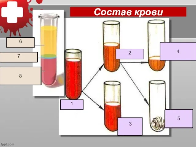 Состав крови Кровь 1 Плазма 2 Клетки крови Кровяная сыворотка 4 Белок