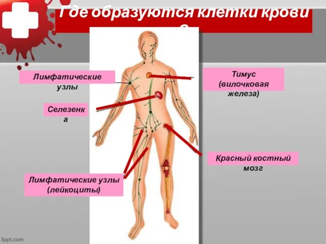 Где образуются клетки крови ? Селезенка Красный костный мозг Тимус (вилочковая железа)