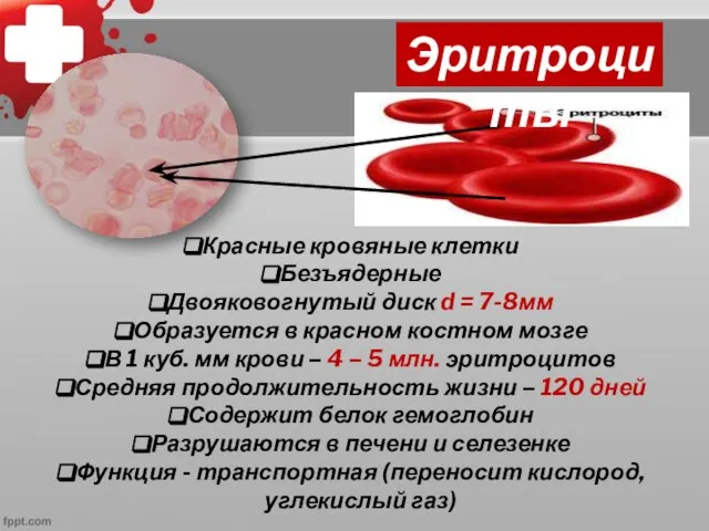 Красные кровяные клетки Безъядерные Двояковогнутый диск d = 7-8мм Образуется в красном