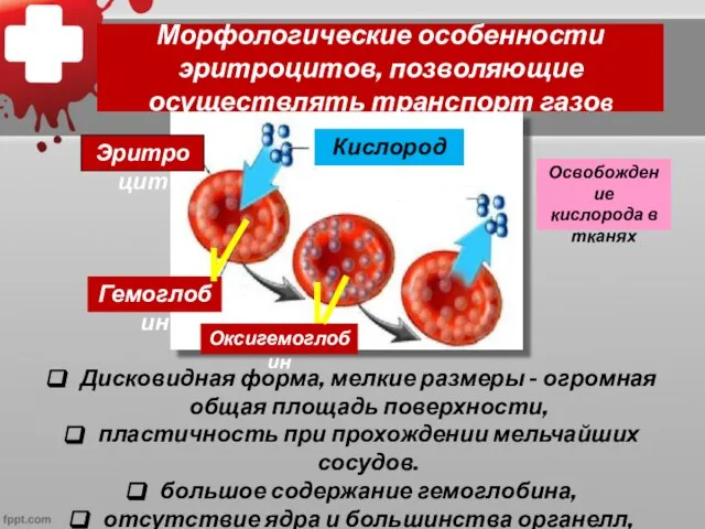 Морфологические особенности эритроцитов, позволяющие осуществлять транспорт газов Дисковидная форма, мелкие размеры -