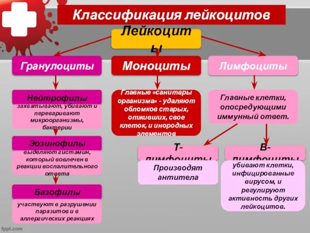 Классификация лейкоцитов Лейкоциты Гранулоциты Моноциты Лимфоциты Нейтрофилы Эозинофилы Базофилы захватывают, убивают и