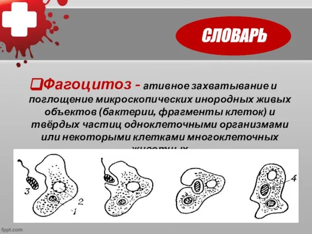 СЛОВАРЬ Фагоцитоз - ативное захватывание и поглощение микроскопических инородных живых объектов (бактерии,