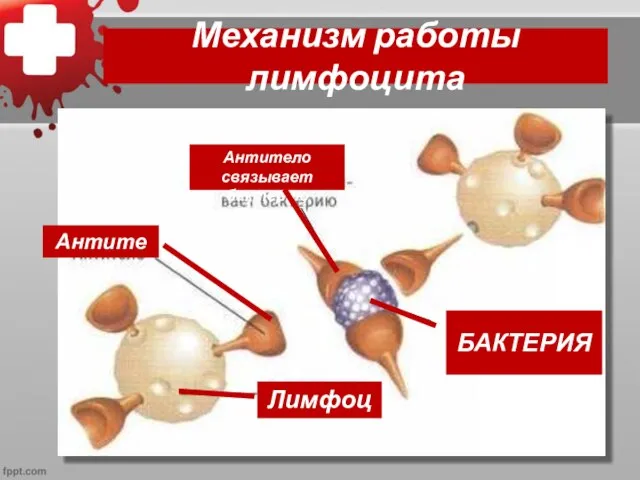 Механизм работы лимфоцита Бактерия (антиген) БАКТЕРИЯ
