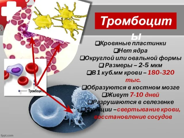 Тромбоциты Кровяные пластинки Нет ядра Округлой или овальной формы Размеры – 2-5