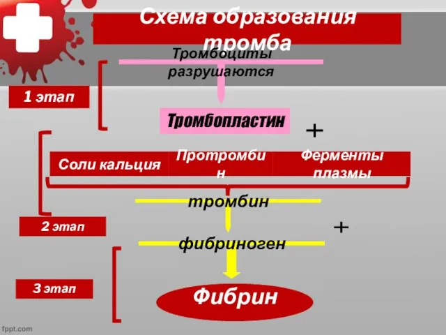 Схема образования тромба Тромбоциты разрушаются Тромбопластин тромбин фибриноген 1 этап 3 этап 2 этап Фибрин